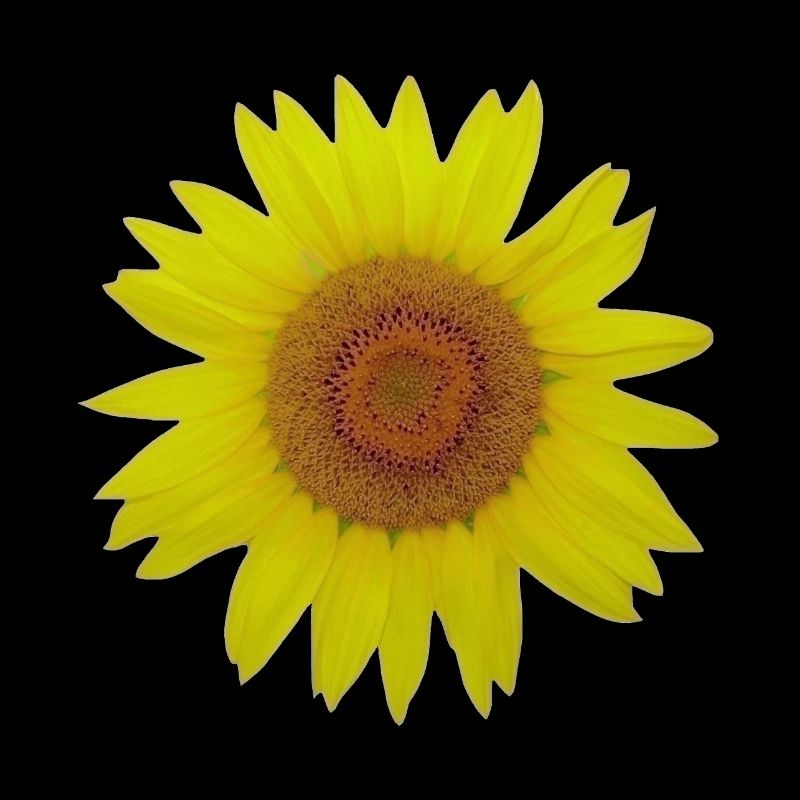 Tournesol