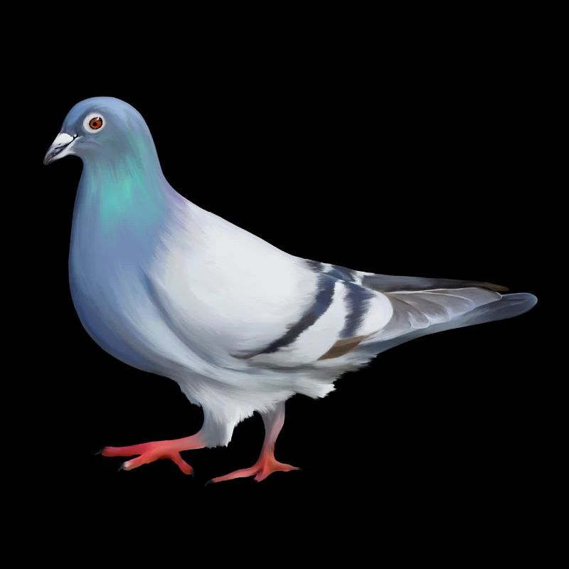PIGEON