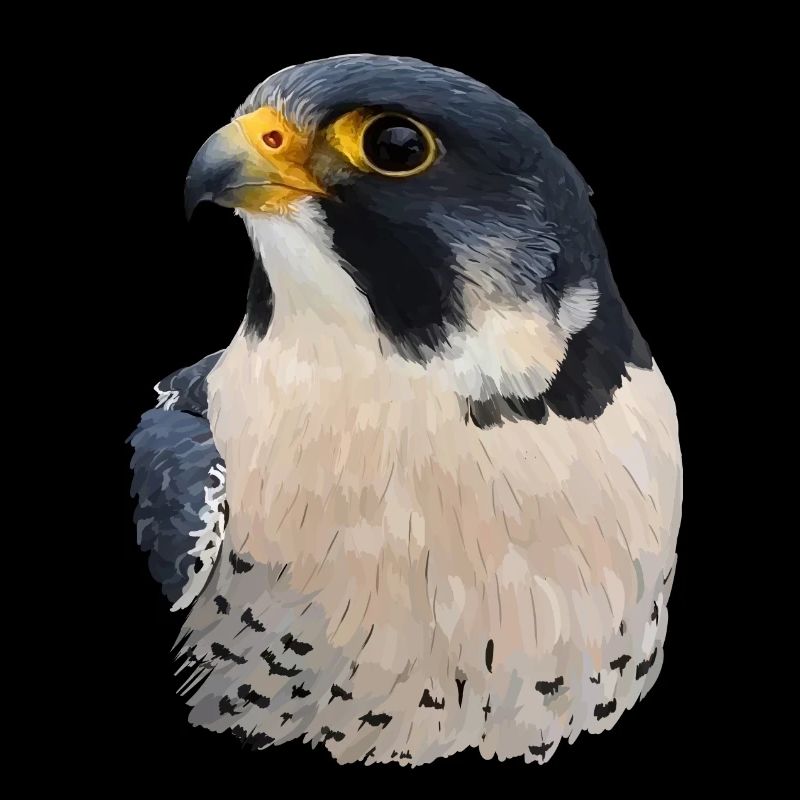 Faucon pèlerin