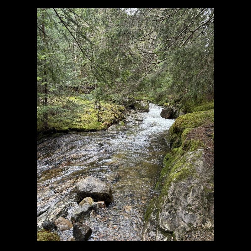 Still life in the forest with river