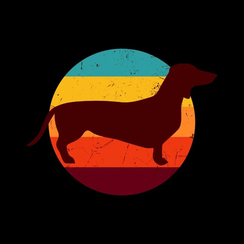 dachshund