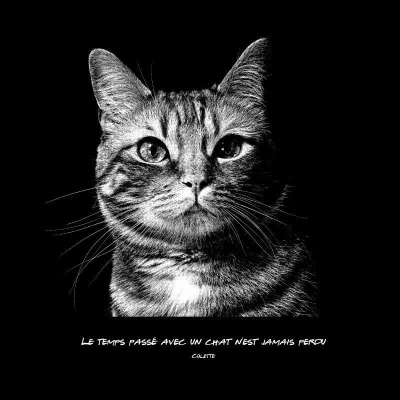 Le temps passé avec un chat