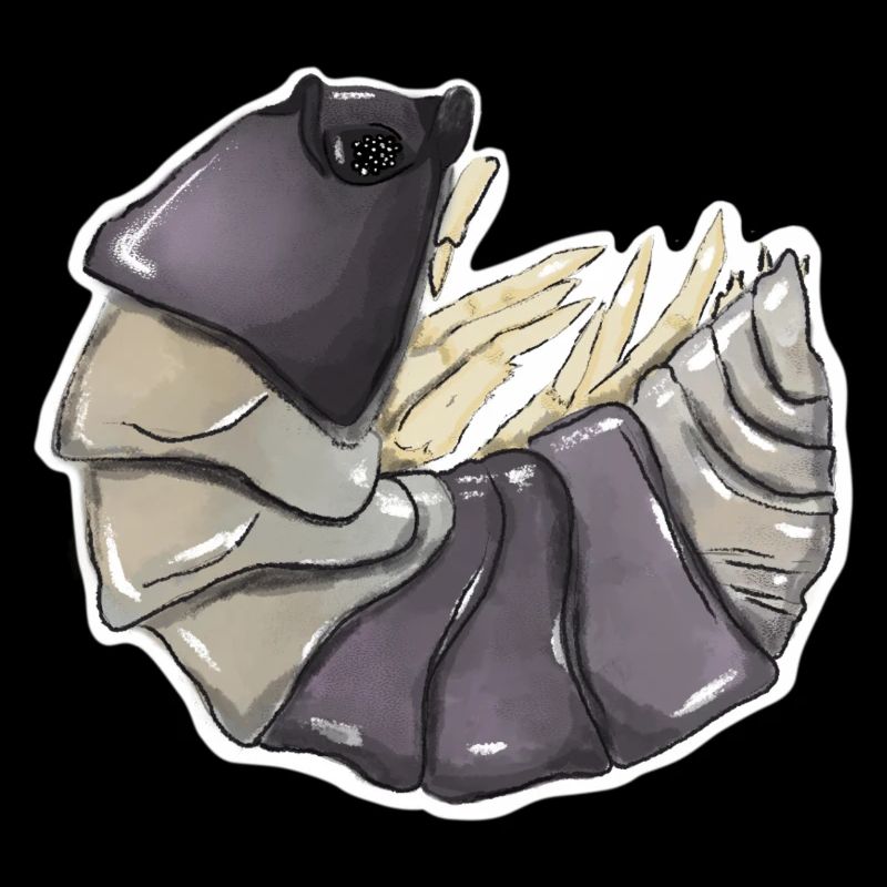 Cubaris spec. „Panda King“ Asseln , Isopod