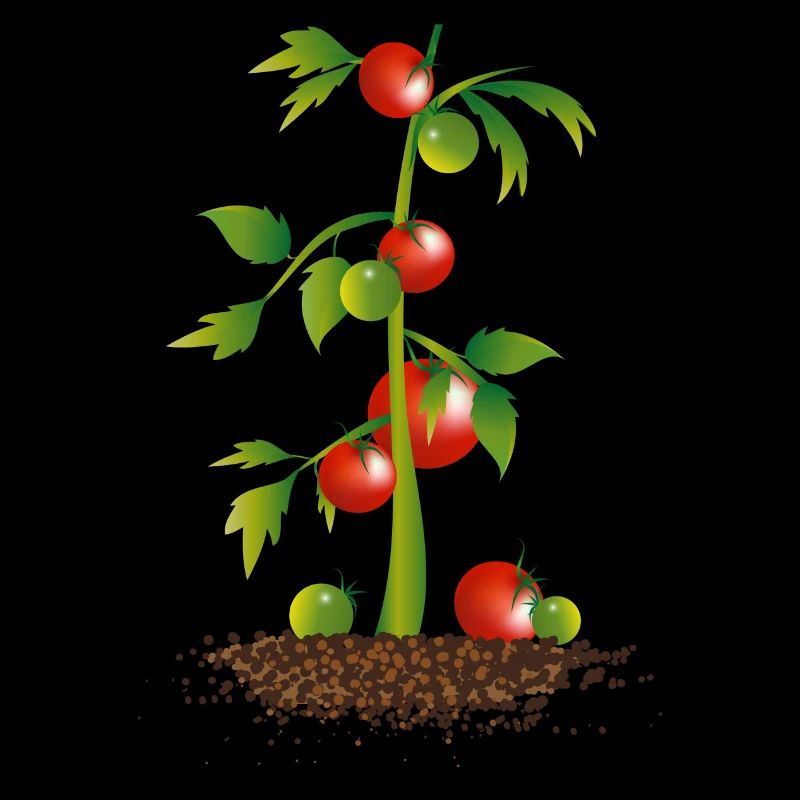 Plant de tomate