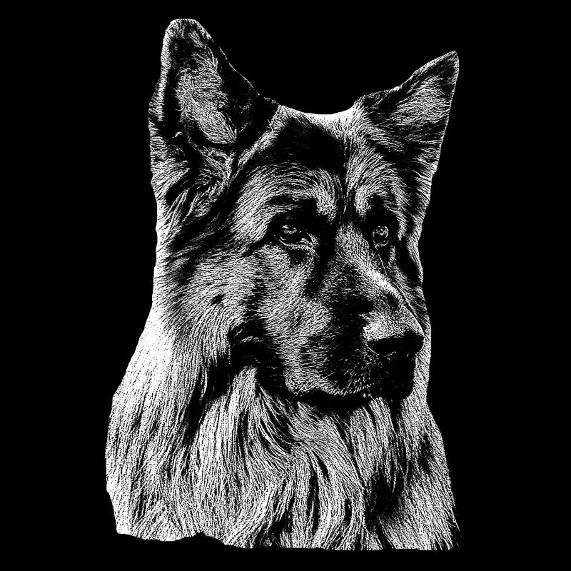 Schäferhund Deutscher Schäferhund German Shepherd