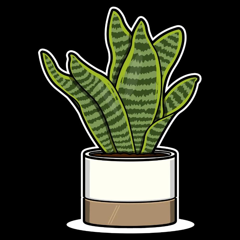 Sansevieria Futura Superba - Bowstring Hemp White