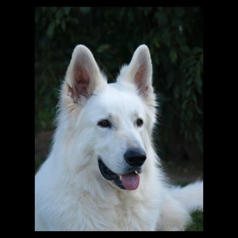 Portrait de majesté