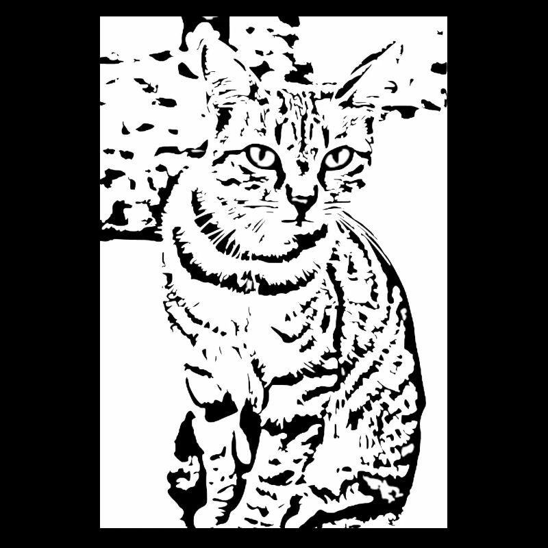 Chat noir et blanc