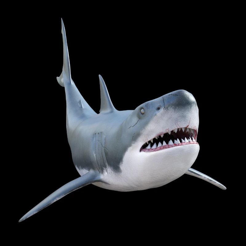 Requin blanc, requin