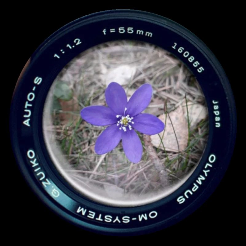 Fleur dans la lentille