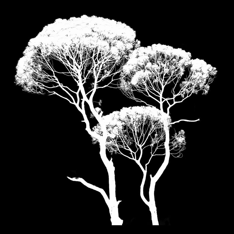 Grand arbre de canopée