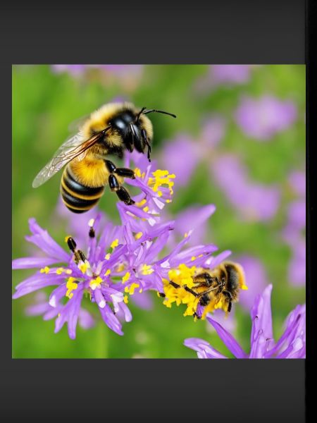 Abeille douce