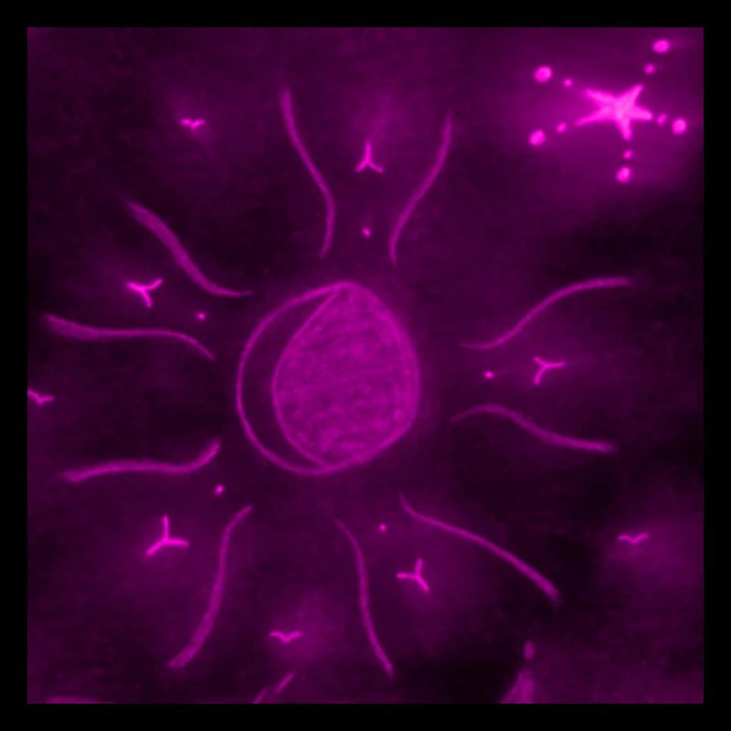 LUNE ÉTOILÉE POURPRE