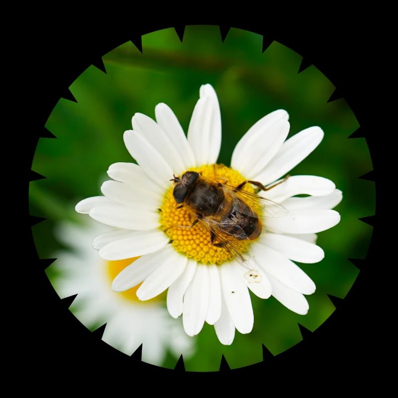 Sans insectes, il n’y a pas de graine et pas de fruit