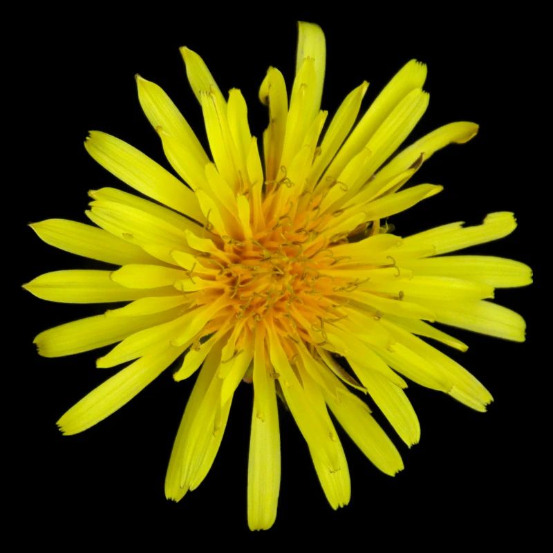 Meadow Pippau Dandelion