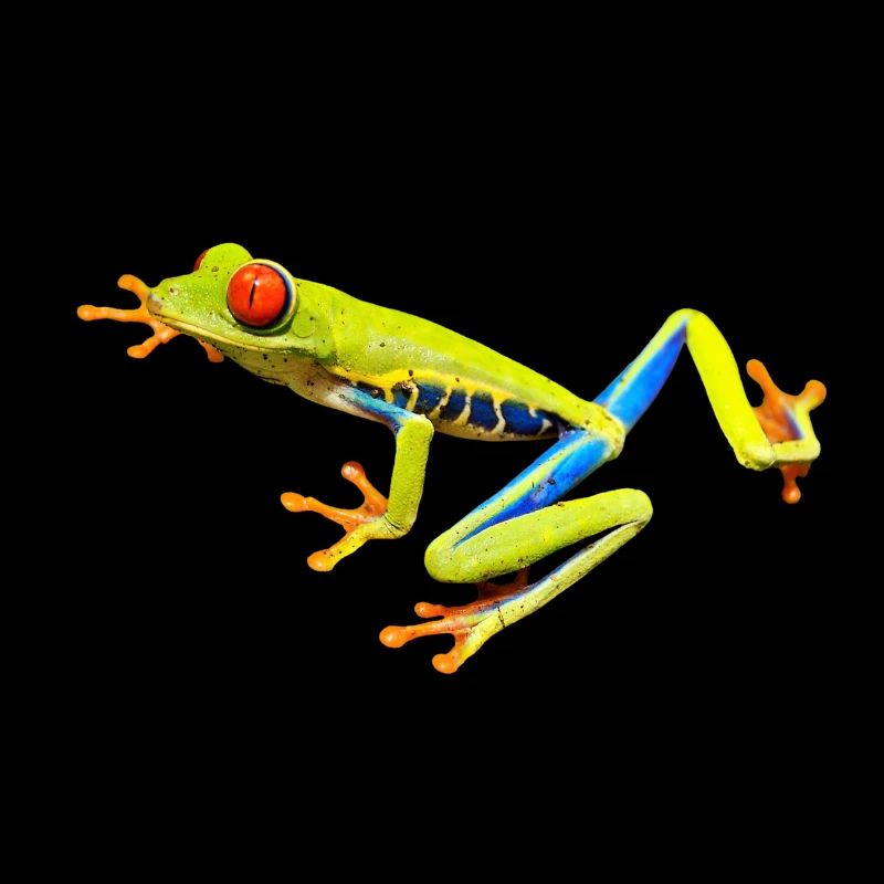 Poisonous frog