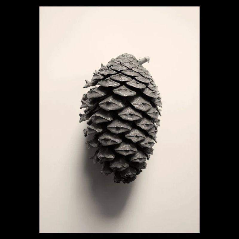 pinecone
