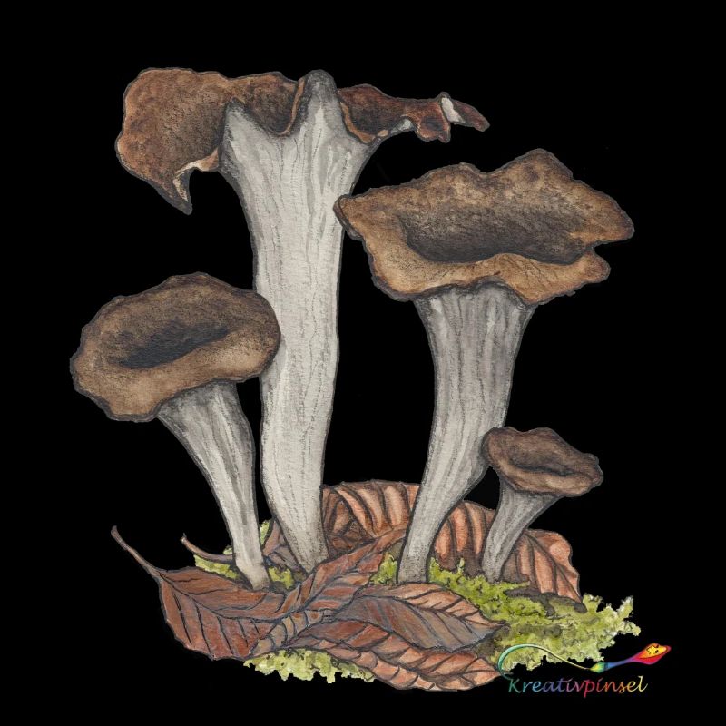 Herbst- oder Totentrompete, ein Pilz