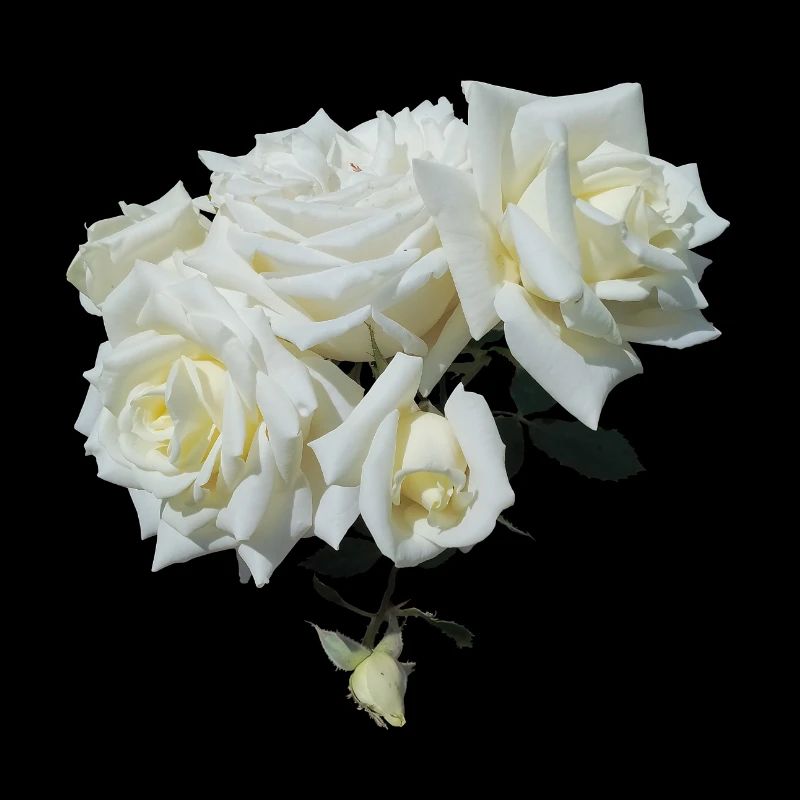 ROSIER BLANC