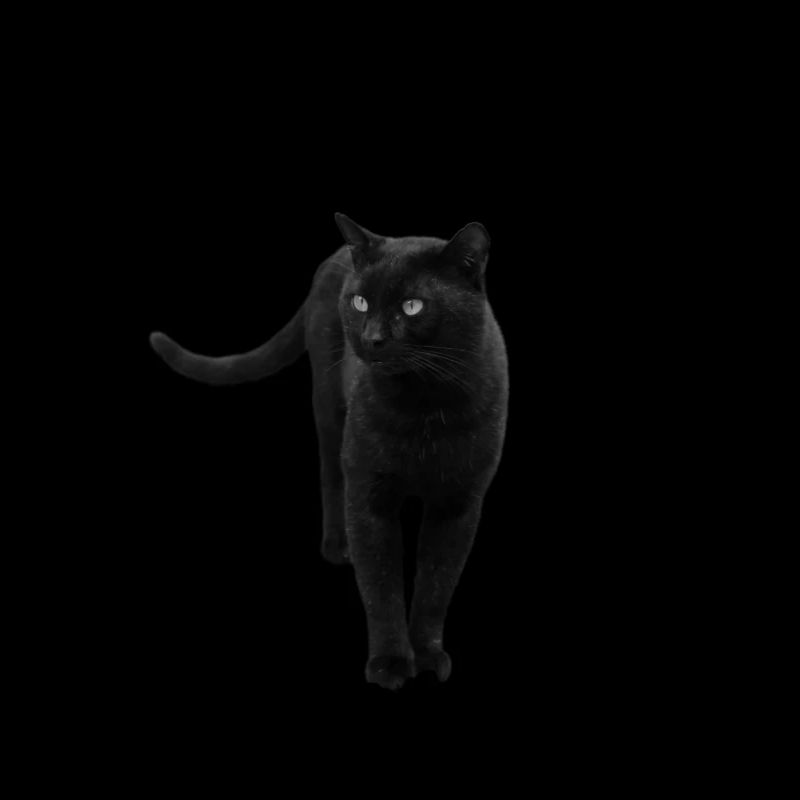 schwarze Katze Kätzchen Katze