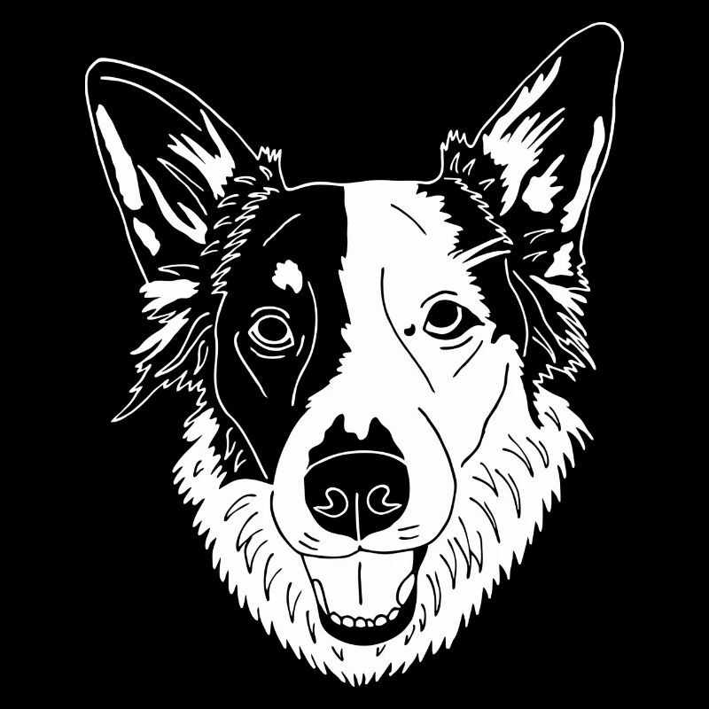 Border Collie