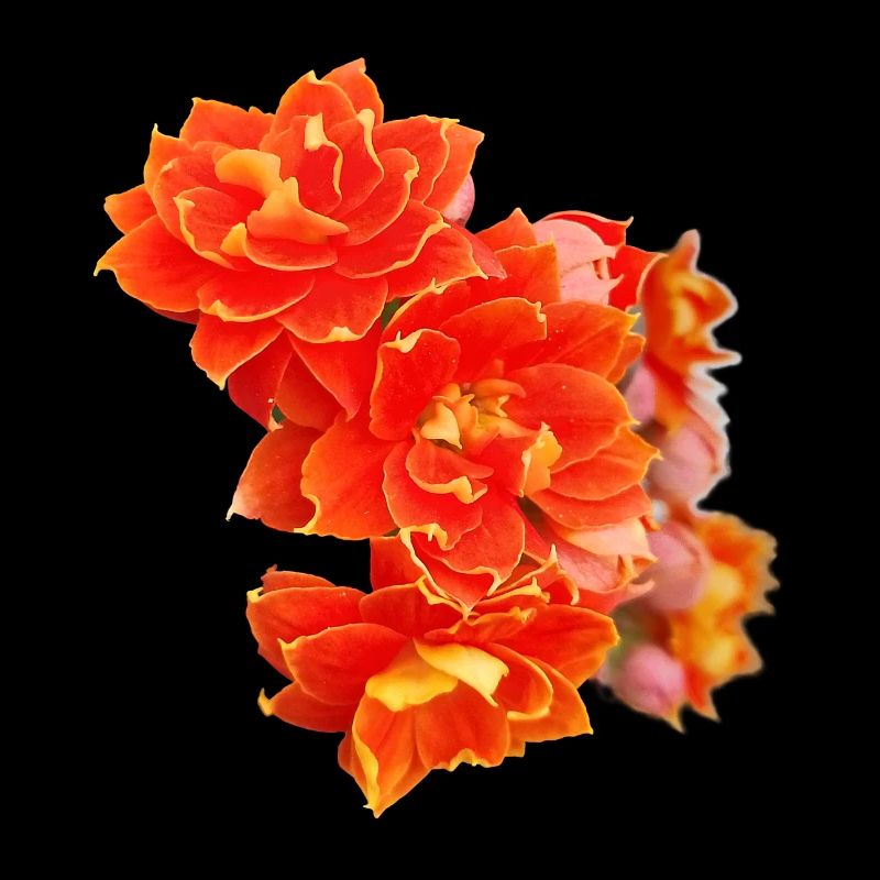 FLEURS PRINTANIÈRES (dahlia)