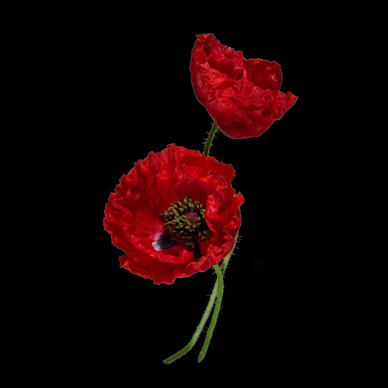 Wrinkle poppy