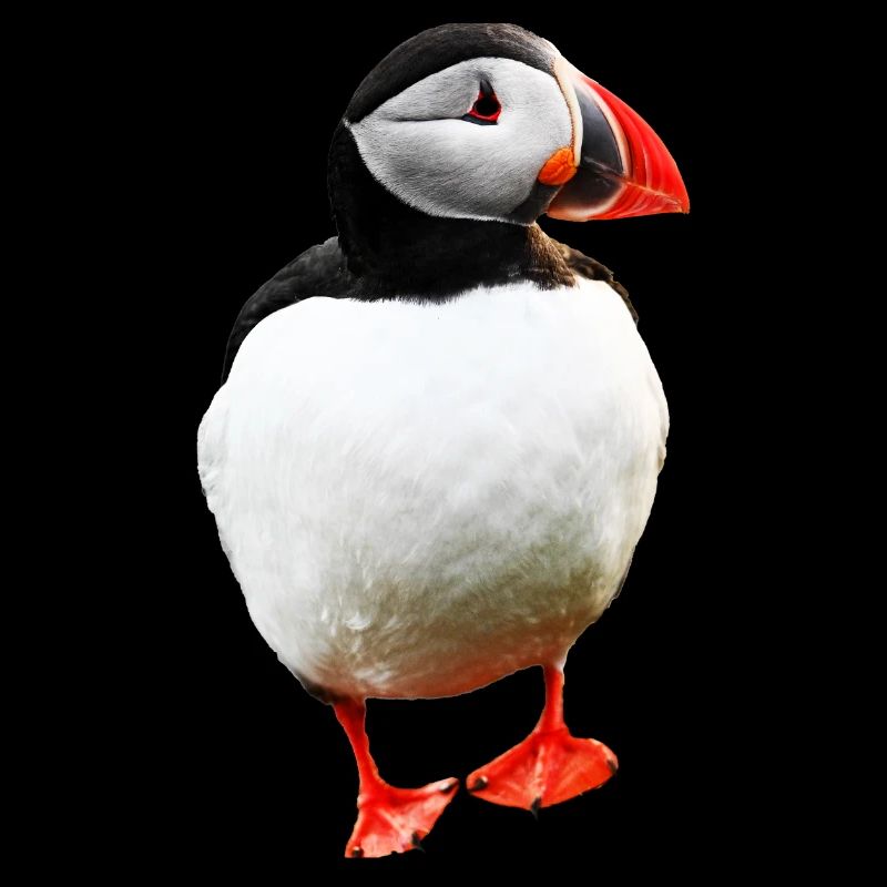 Puffin