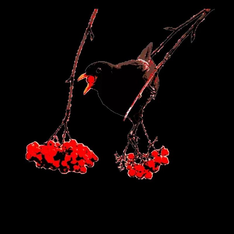 Amsel mit Vogelbeeren