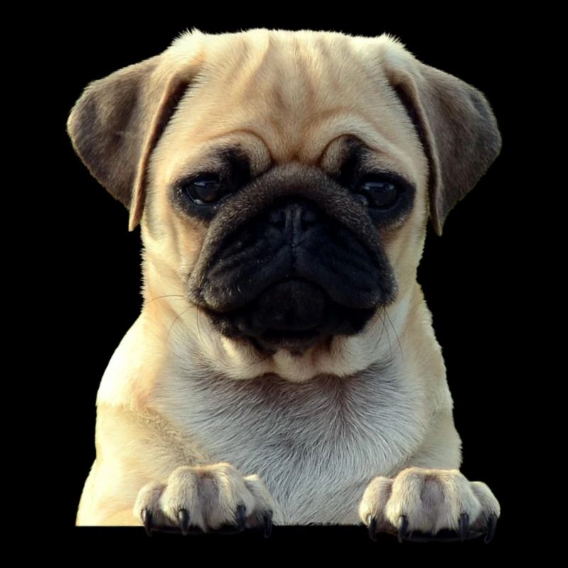 Mops-861141-PNG