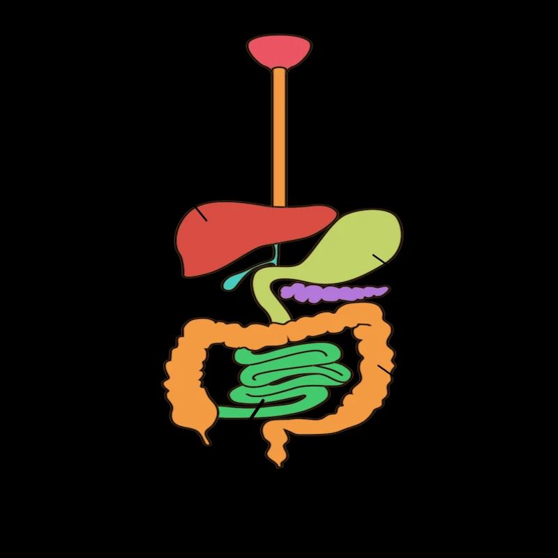 Anatomie Arzt Organe