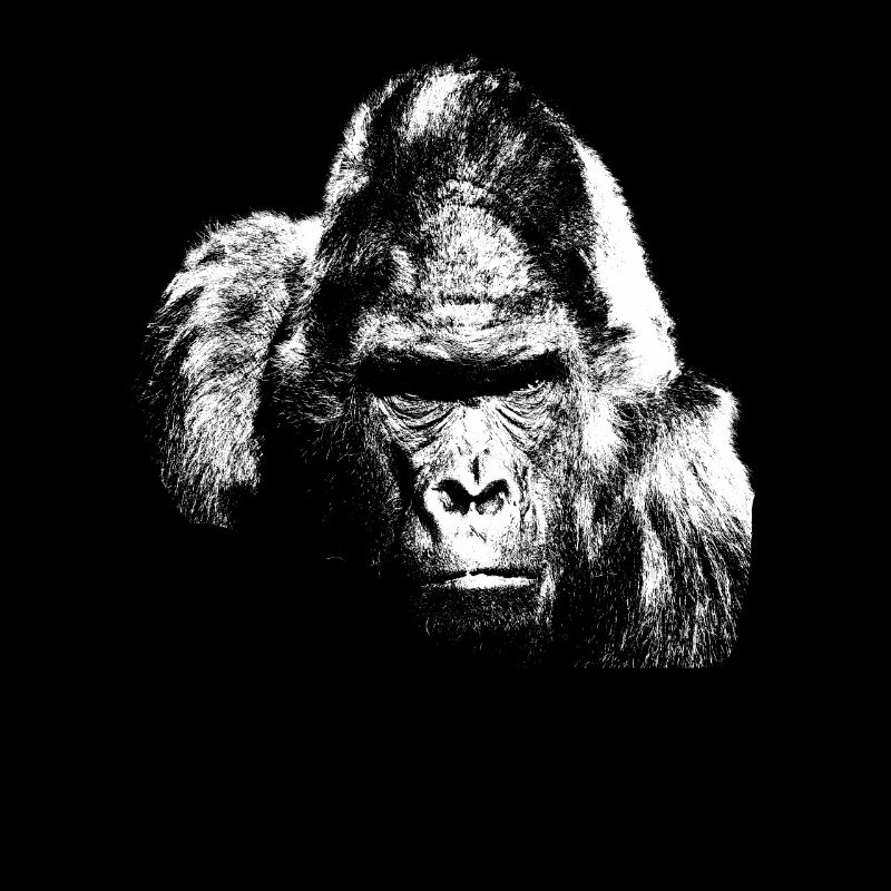 Singe à dos argenté gorille