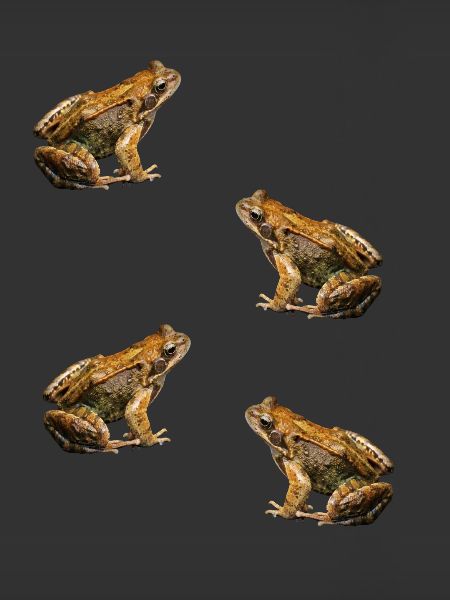 crapaud
