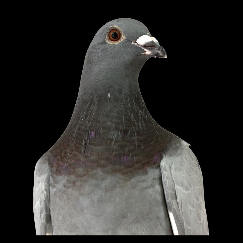 Pigeon
