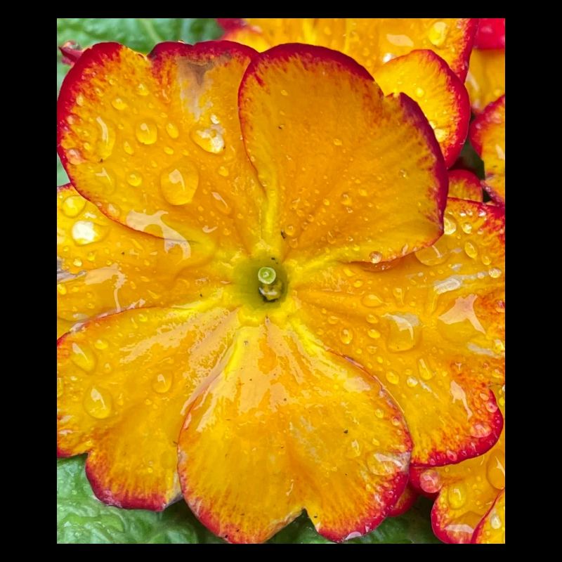 Tolle Blume 2
