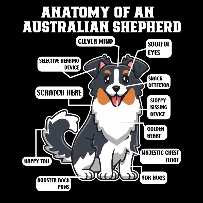 Berger australien Aussie Papa Aussie Maman