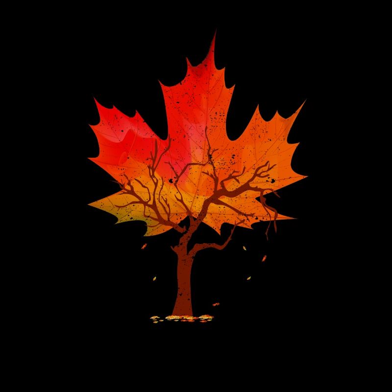 Ahornblatt Herbst Baum Rot Gelb Orange Herbstblätt