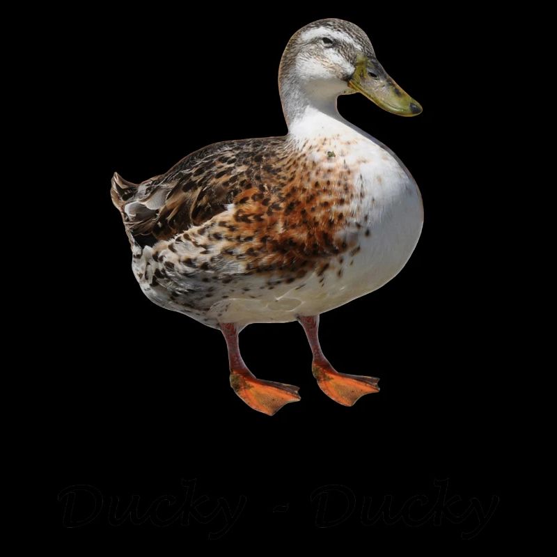 Ducky