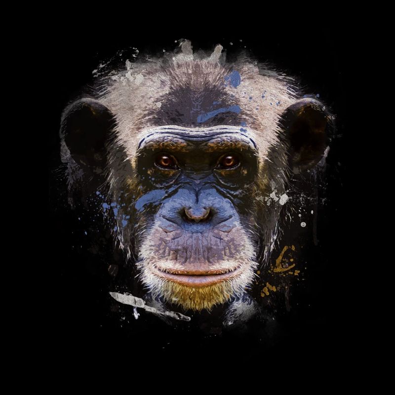 tête de chimpanzés singes singes chimpanzé