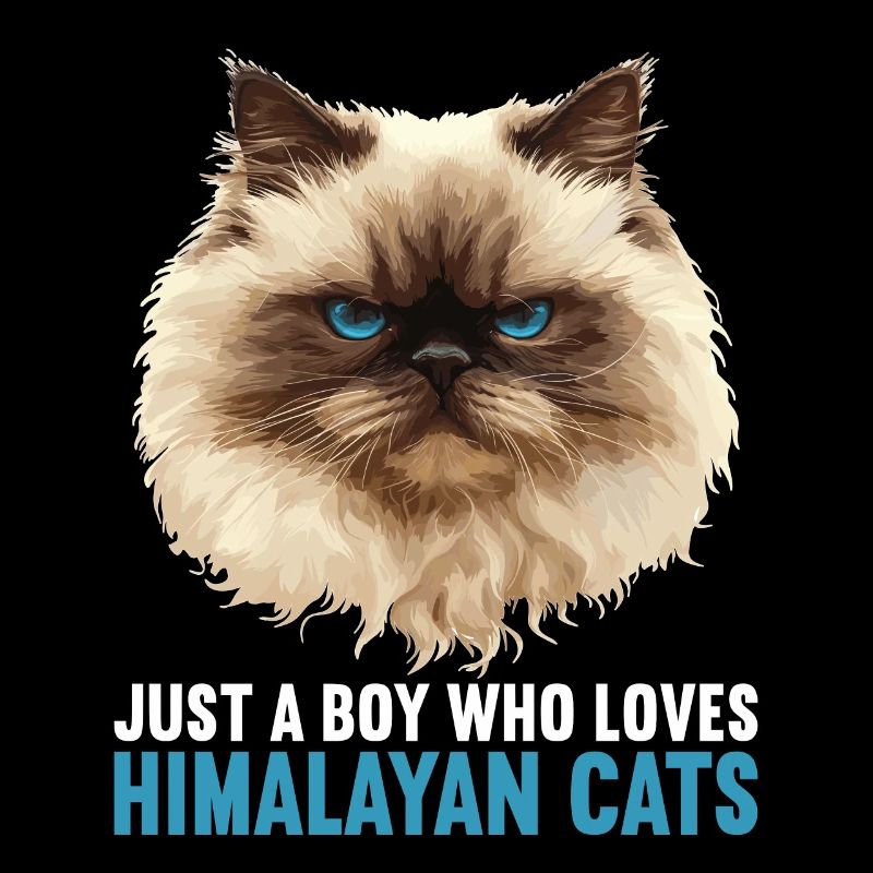 Himalayan Cat Colourpoint Katze