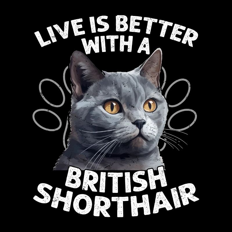 Live Is Better With A British Shorthair Kitten Own