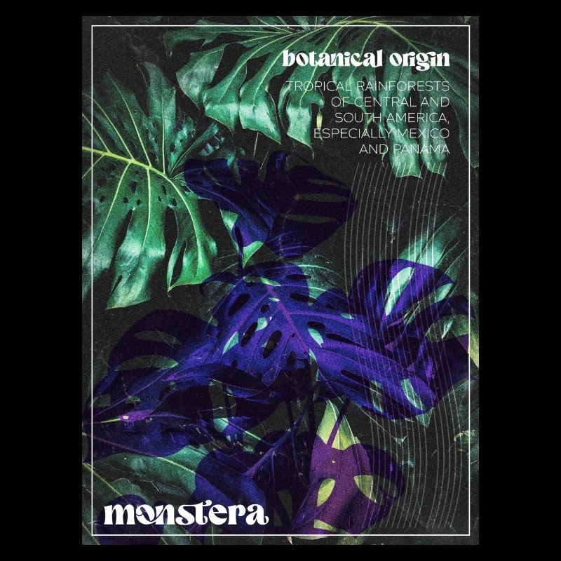 Monstera