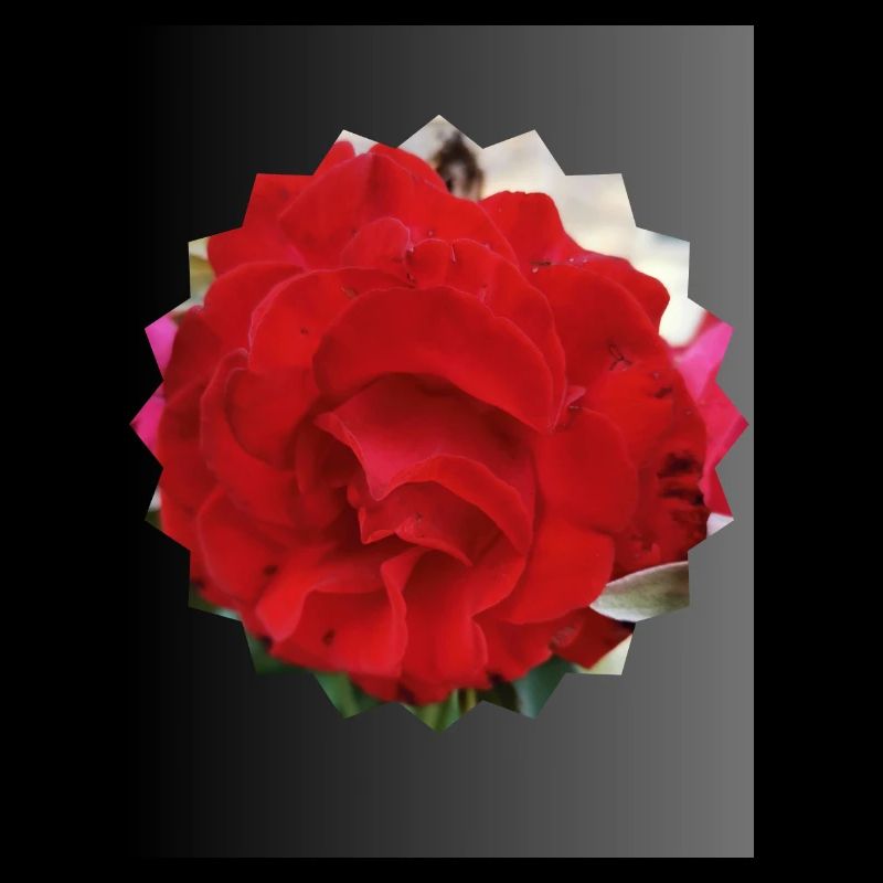 Rose en forme de soleil