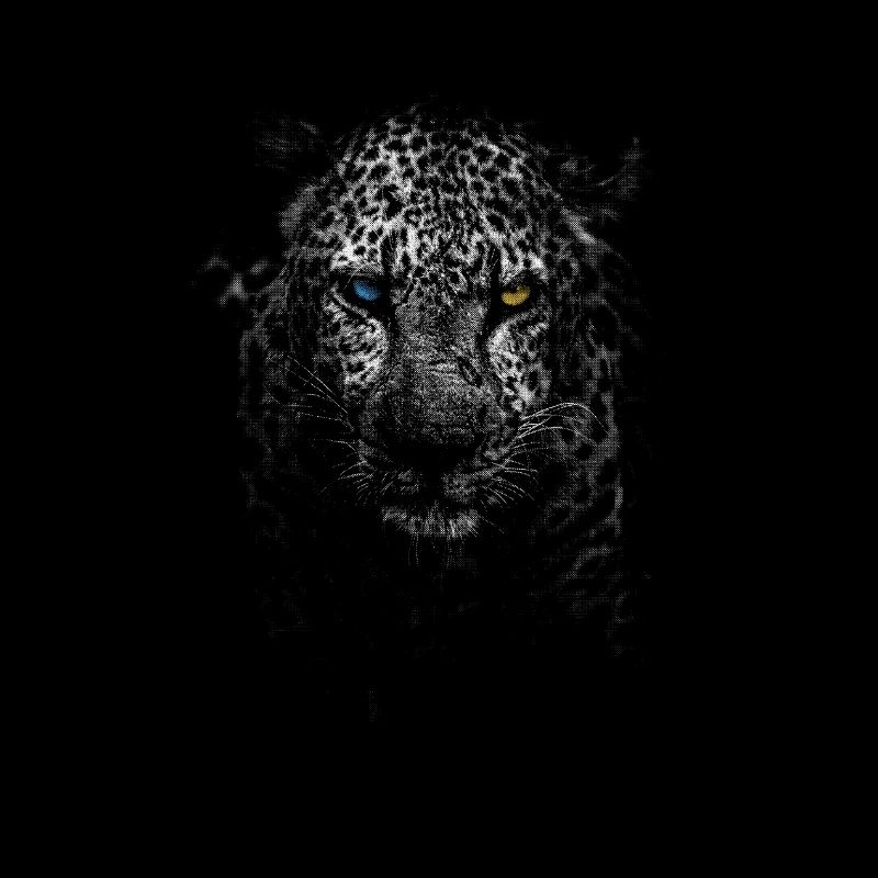 leopard
