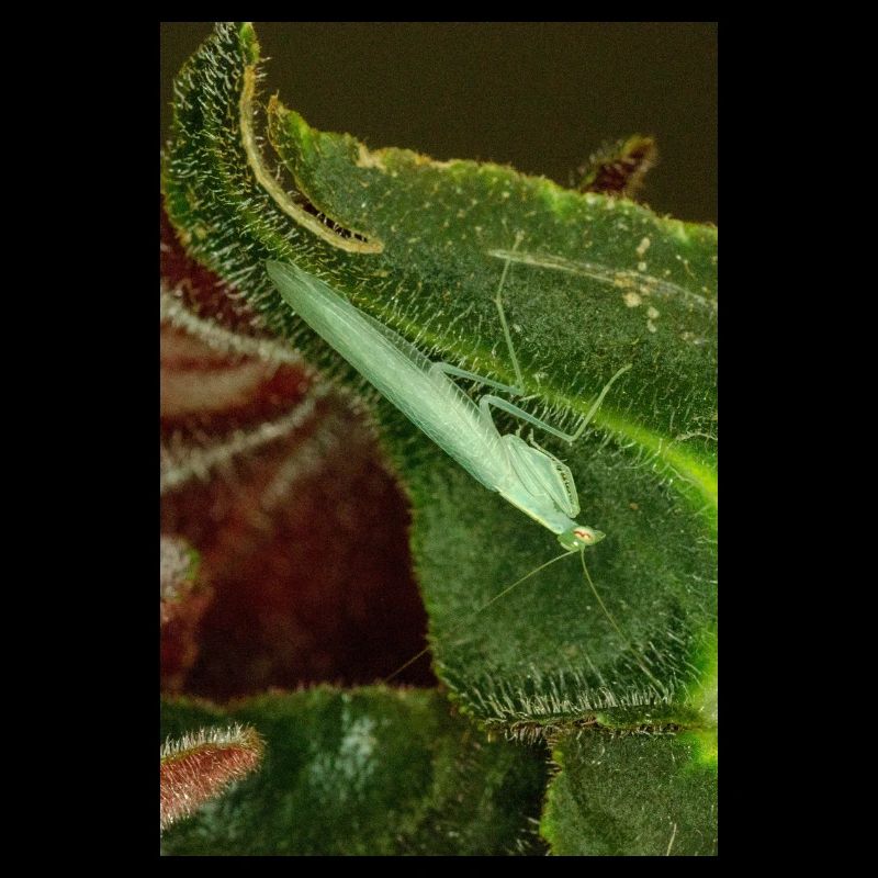 Tropidomantis cf tenue