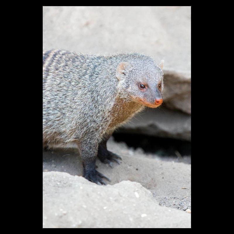 Banded Mongoose or Zebra Mongoose