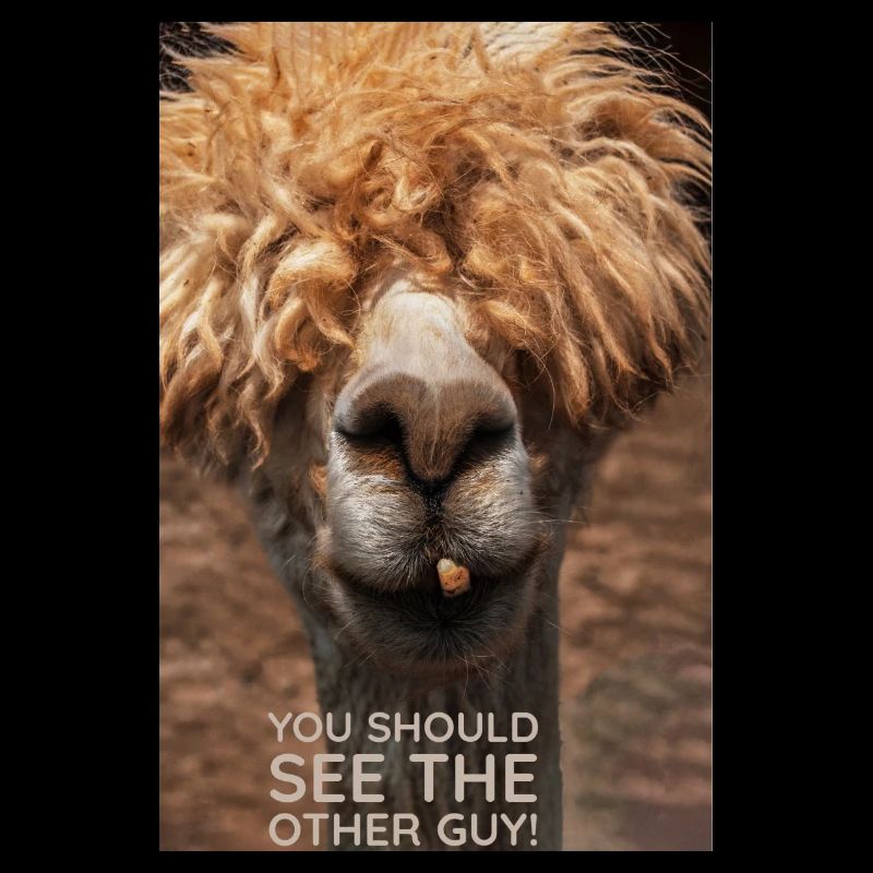 Llama Drama