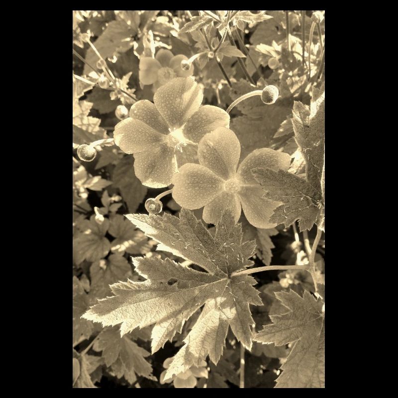 HERBST-ANEMONEN sepia