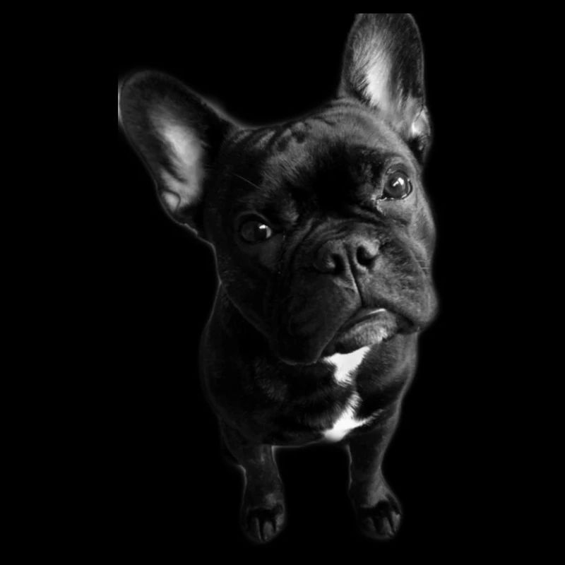 Bouledogue français