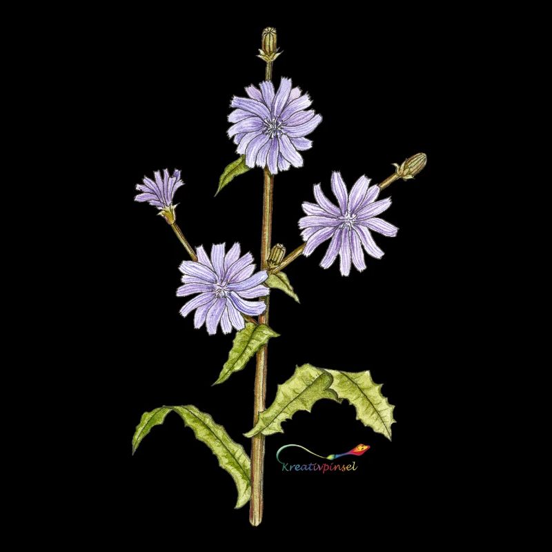 Chicory